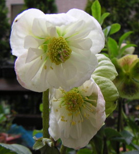 c-rose