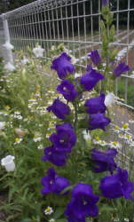 campanula