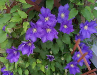 clematis