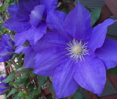 clematis