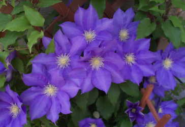 clematis