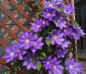 clematis