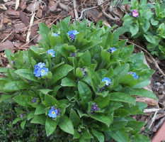 forget-me-not