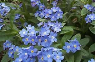 forget-me-not