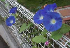 hevnlyblue