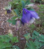 columbine