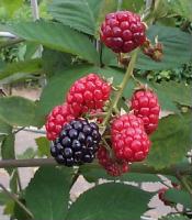 blackberry