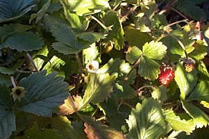 wildstrawberry