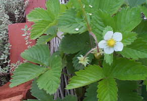 wildstrawberry