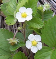 wildstrawberry