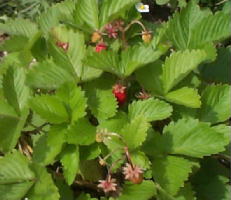 wildstrawberry