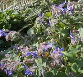 borage