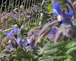 borage