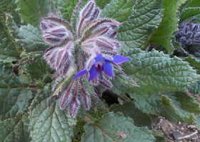 borage