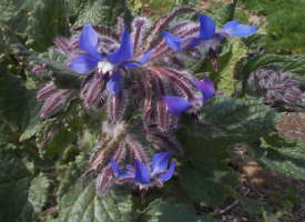 borage