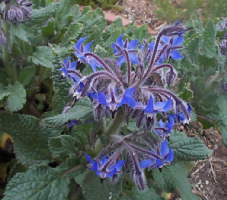 borage