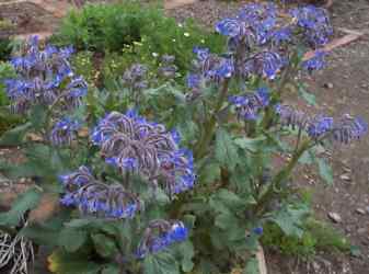 borage