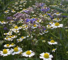 borage