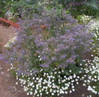 borage