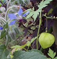 borage