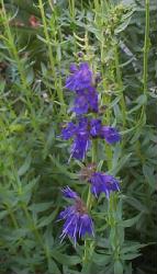 hyssop