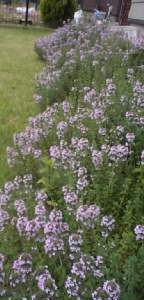 thyme
