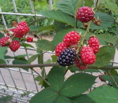 blackberry