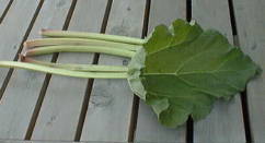 rhubarb