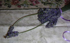 lavender