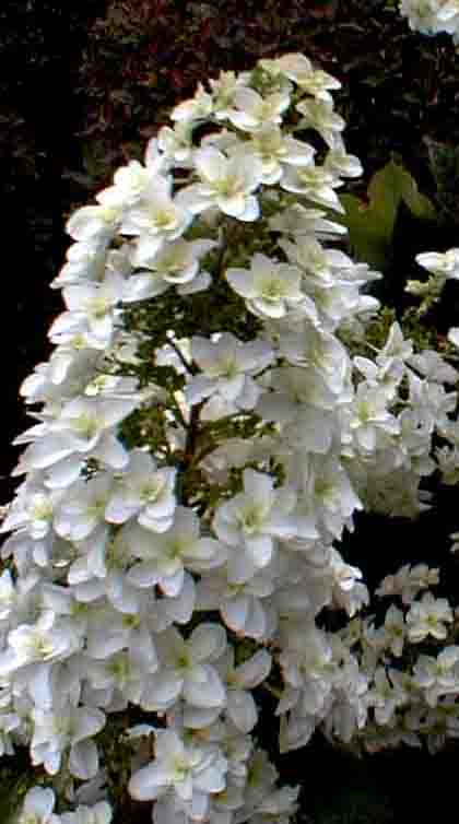 ajisai13