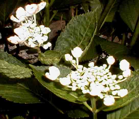 ajisai24