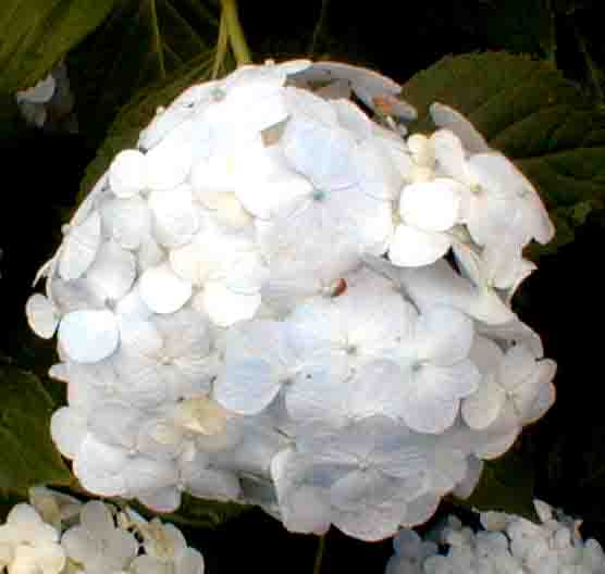 ajisai26