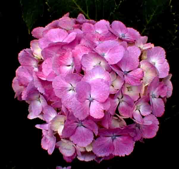 ajisai27