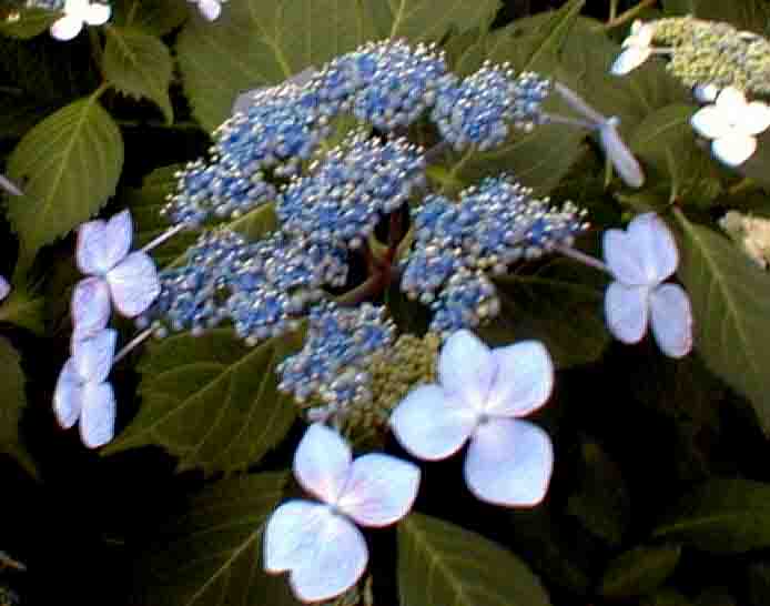 ajisai5