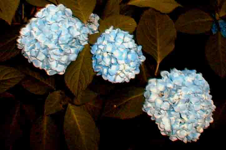 ajisai9
