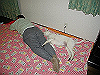020201001_thumb.png
