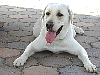 image/H1601_thumb.png