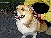 PICT0092_thumb.png