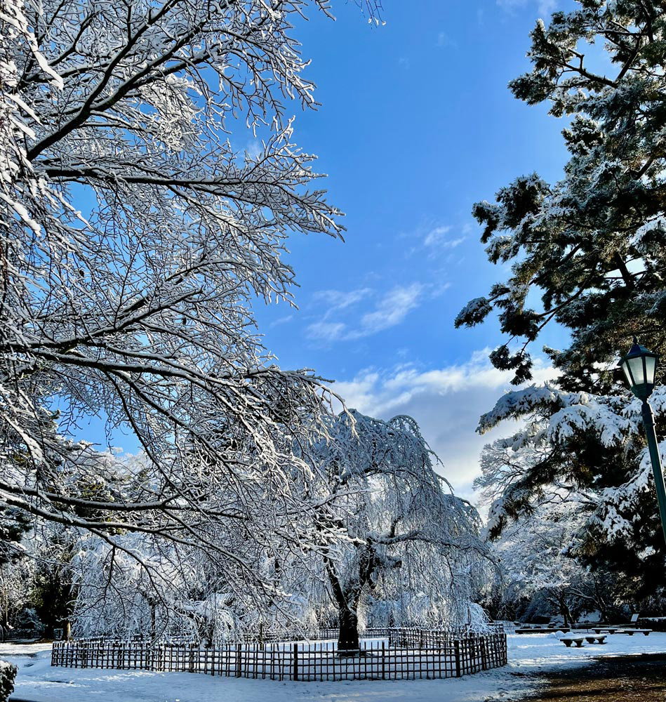 雪の近衛桜