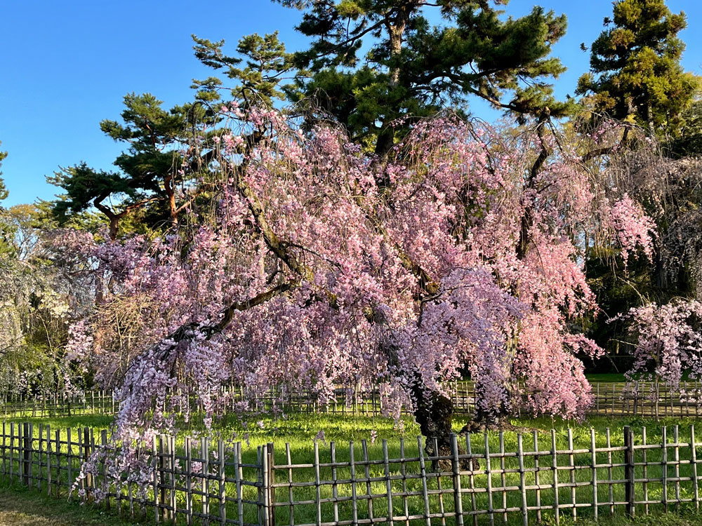 近衛桜