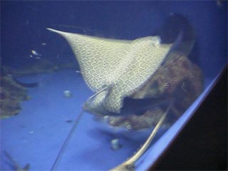 GC