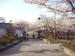 OKUBIWA1