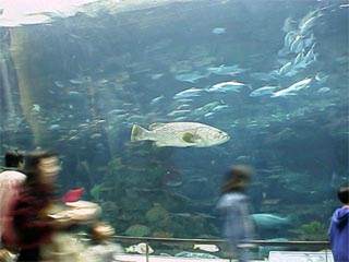 NAGOYA AQUARIUM2