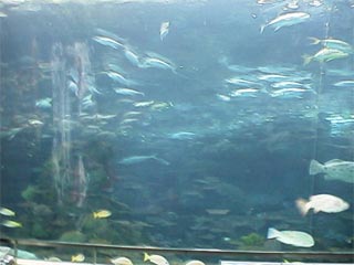 NAGOYA AQUARIUM3