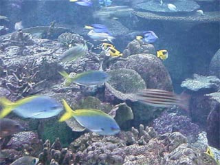 NAGOYA AQUARIUM4