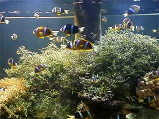 NAGOYA AQUARIUM5