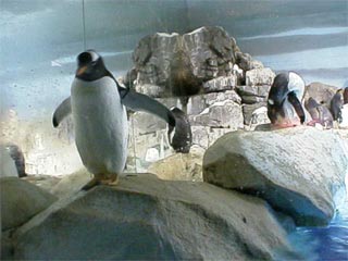 NAGOYA AQUARIUM6
