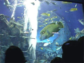 TOBA1