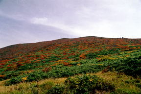 栗駒山北面の紅葉