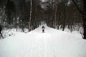 林の中をスキーで歩く